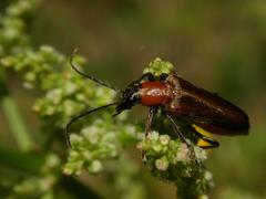 Anogcodes rufiventris