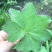 Alchemilla litwinowii - Photo (c) Фёдор Хоменко, algunos derechos reservados (CC BY-NC), subido por Фёдор Хоменко