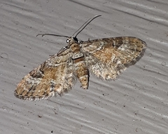 Eupithecia anticaria