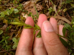 Baccharis bogotensis