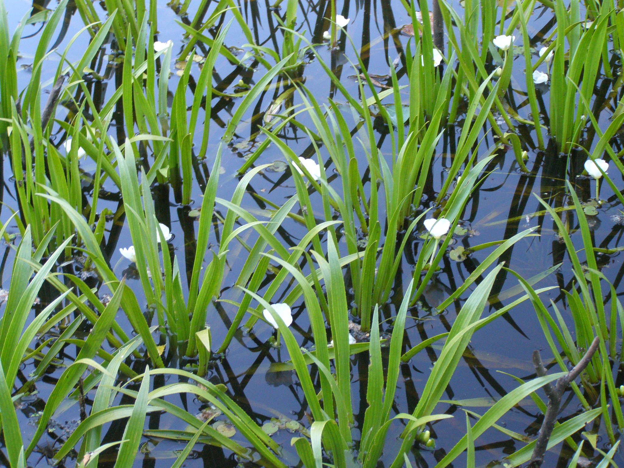 Stratiotes aloides