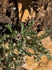 Erigeron pinnatisectus