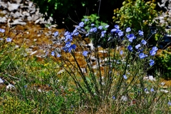 Linum austriacum
