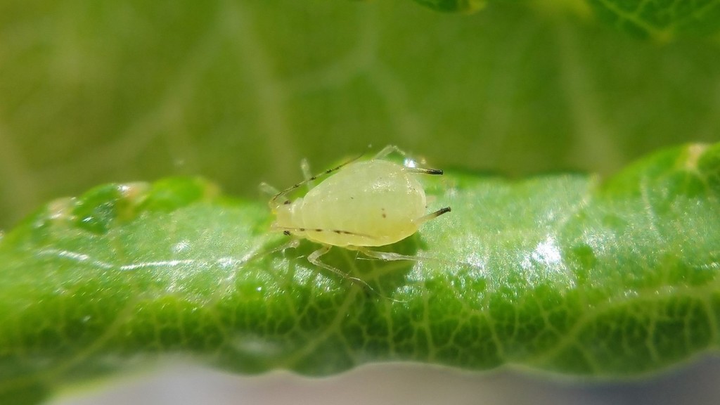 Aphid