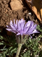 Erigeron pinnatisectus