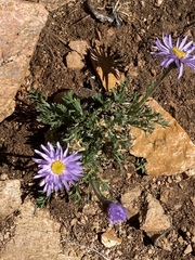 Erigeron pinnatisectus