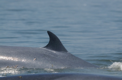 Balaenoptera edeni