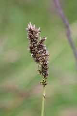 Carex paniculata