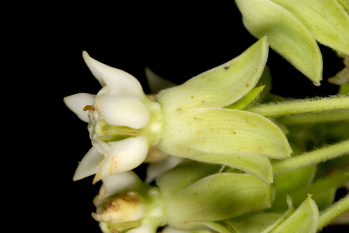 Asclepias syriaca