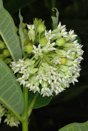 Asclepias syriaca