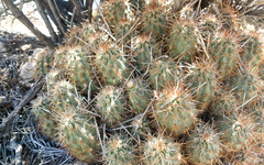 Echinocereus engelmannii engelmannii