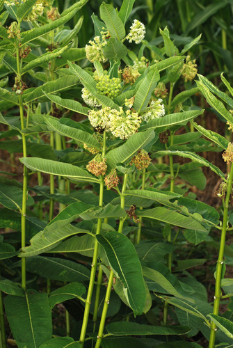 Asclepias syriaca