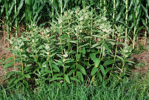 Asclepias syriaca