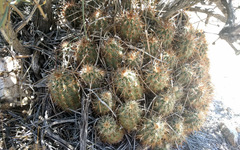 Echinocereus engelmannii engelmannii