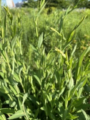 Symphyotrichum laeve