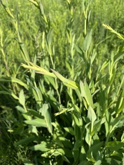 Symphyotrichum laeve