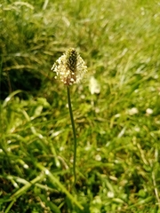 Plantago lanceolata