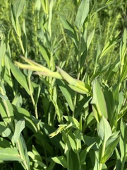 Symphyotrichum laeve