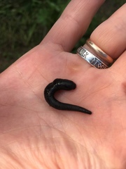 Haemopis sanguisuga