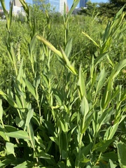 Symphyotrichum laeve