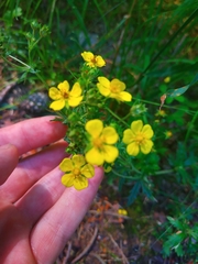 Potentilla neglecta