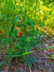 Potentilla neglecta