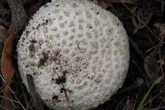 Amanita ananiceps