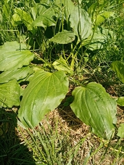 Plantago major