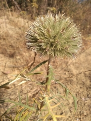 Echinops strigosus