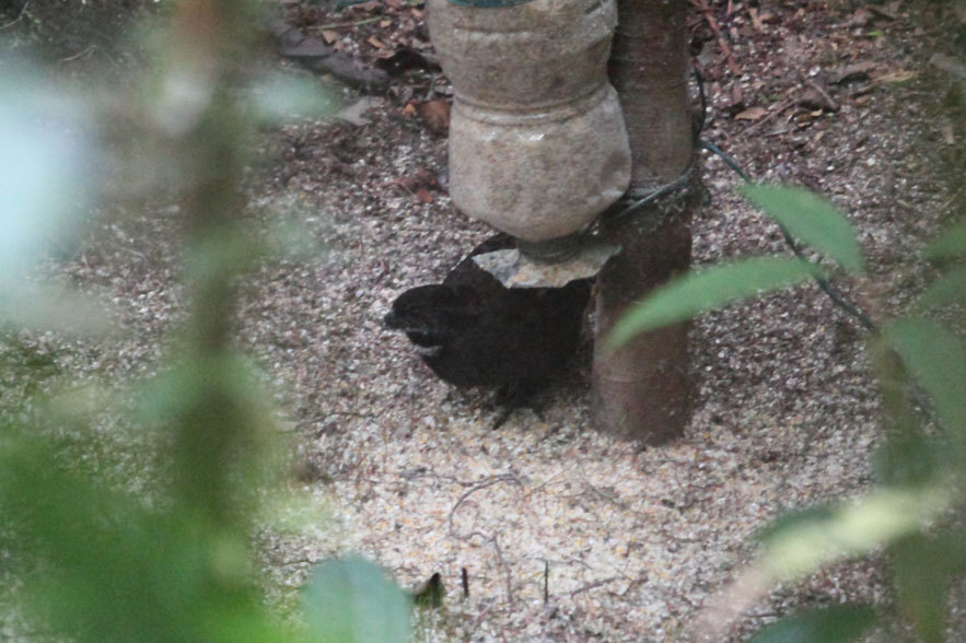Gorgeted Wood-Quail (Odontophorus strophium) photo