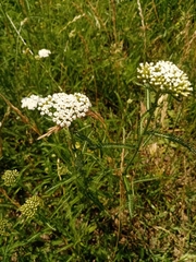 Achillea millefolium