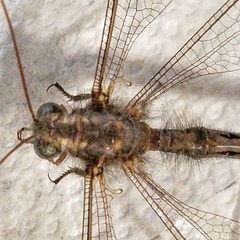 Ascaloptynx appendiculata