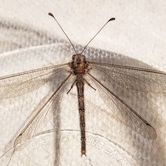 Ascaloptynx appendiculata