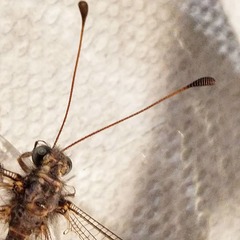 Ascaloptynx appendiculata