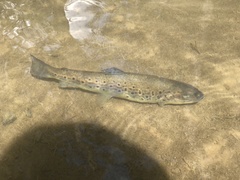 Salmo trutta fario