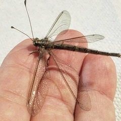 Ascaloptynx appendiculata