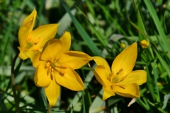 Tulipa sylvestris