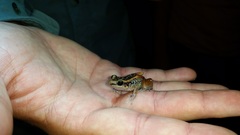 Eleutherodactylus paralius