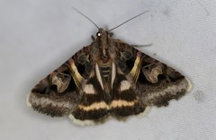 Drasteria grandirena