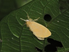 Euproctis taiwana