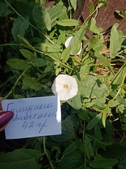 Convolvulus arvensis