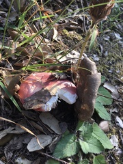 Russula aurora