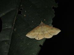 Hypospila