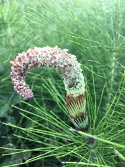 Equisetum telmateia telmateia