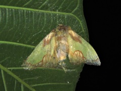 Parasa pastoralis
