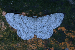 Catoria sublavaria