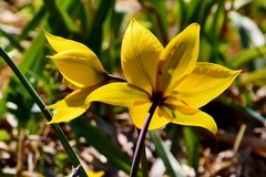 Tulipa sylvestris