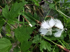 Dianthus petraeus