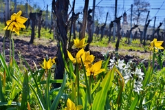 Tulipa sylvestris