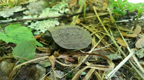 Glyptemys insculpta